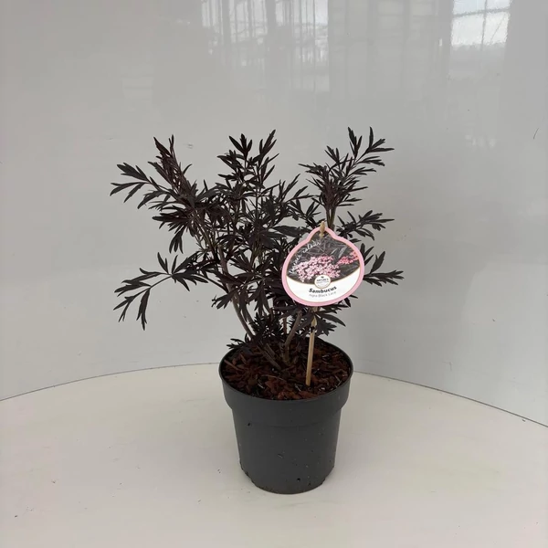 Sambucus nigra 'Black Lace - Vöröslombú bodza P17 K2L