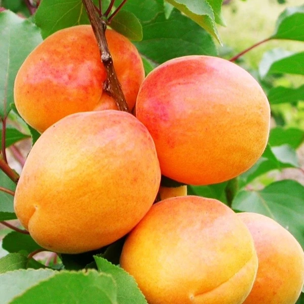 Prunus armeniaca San Castrese - Kajszibarack 1/2 törzses K5