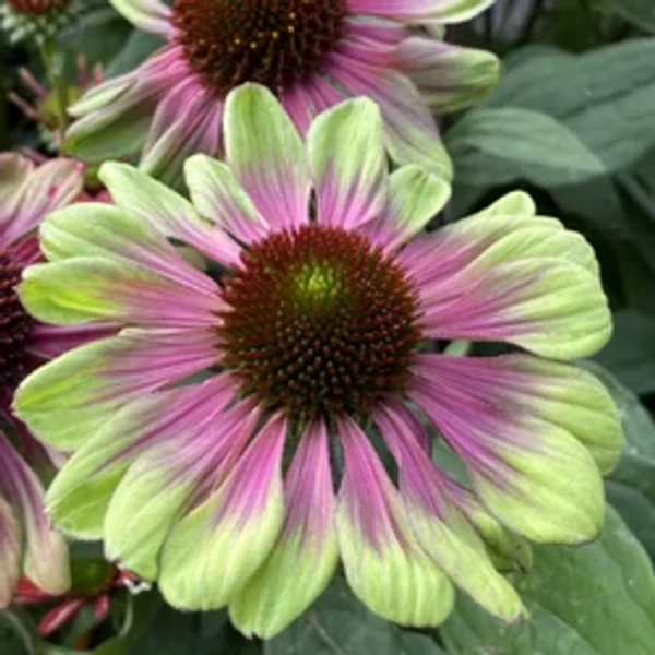 Echinacea Sweet Sandia - Kasvirág CS14