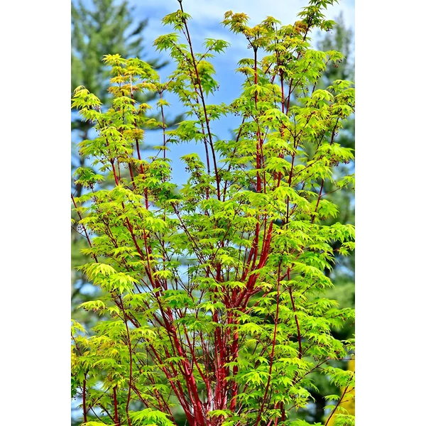 Acer palmatum SangoKaku - Japán juhar 175/200 C65