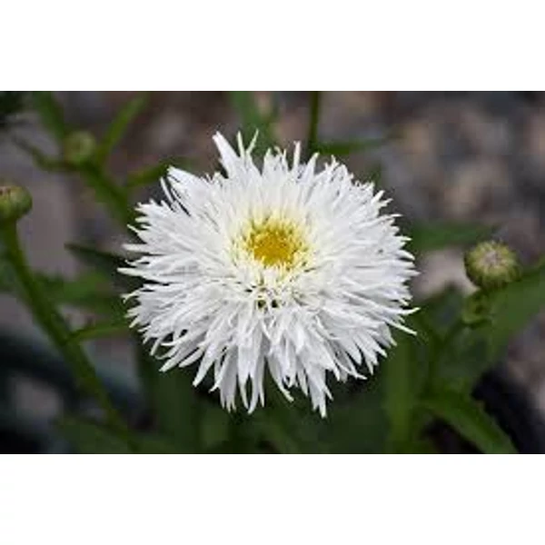 Leucanthemum Sante - Margaréta CS14