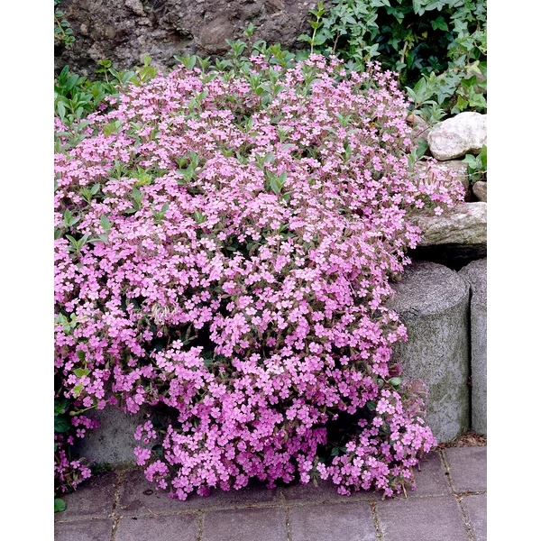 Saponaria ocymoides – Gyepes szappanfű CS14