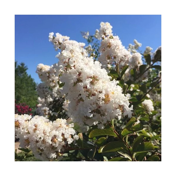 Lagerstroemia indica Sarah's Favorite - Kínai selyem mirtusz bokor K3,5 60/80