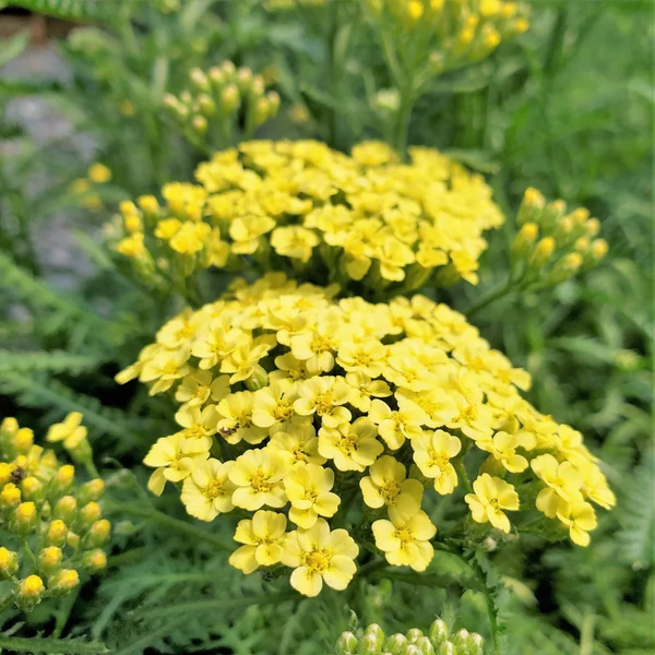 Achillea filipendulina 'Cloth of Gold' – Jószagú cickafark CS9
