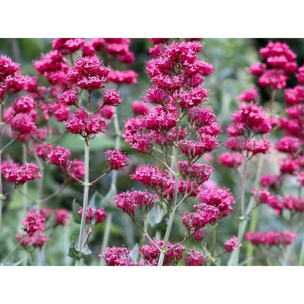 Centranthus ruber Coccineus - Piros sarkantyúvirág CS9