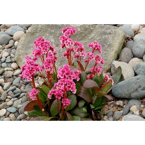 Bergenia Sakura-  Bőrlevél CS14