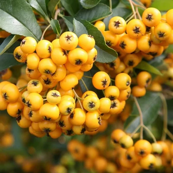 Pyracantha coccinea Soleil d'Or - Citromsárga bogyójú tűztövis K2L 40/60