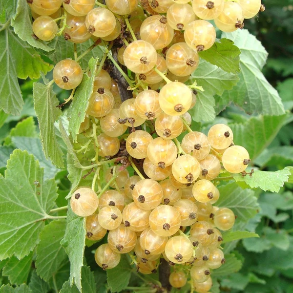 Ribes sativa 'Weisse Versailler' - Fehér ribizli K2 30/50