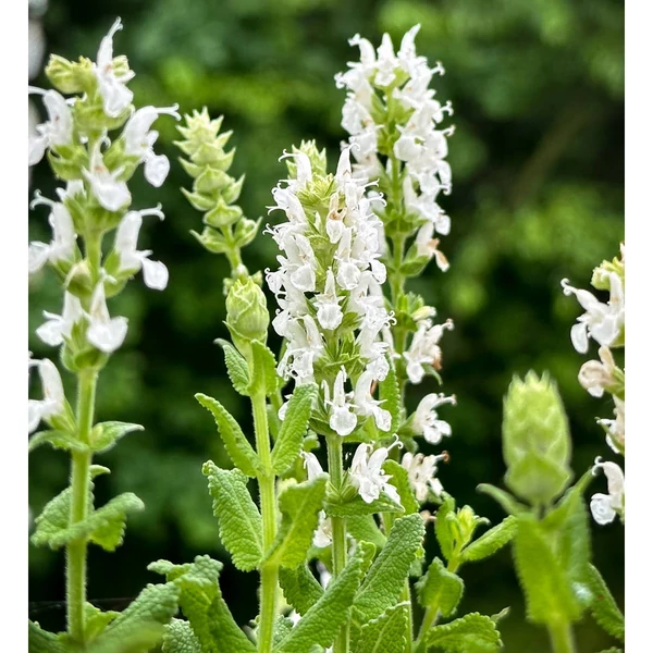 Salvia nemorosa 'Schneehügel' - Ligeti zsálya (fehér) CS9