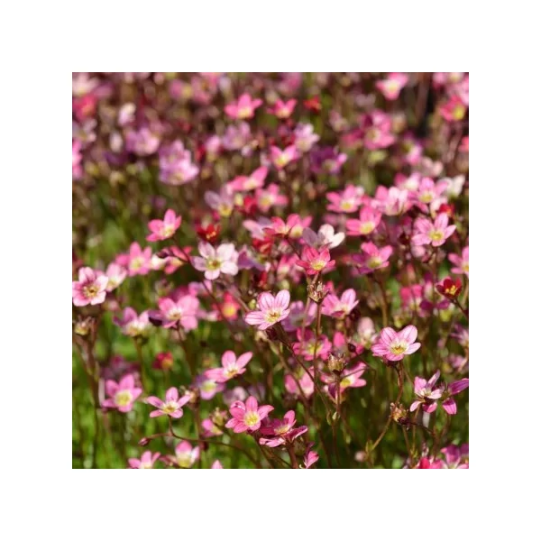 Saxifraga 'Touran Pink' – Kőtörőfű CS14