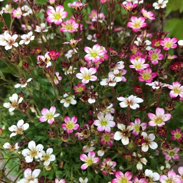 Saxifraga arendsii Pixie Rose- Kőtörőfű CS12