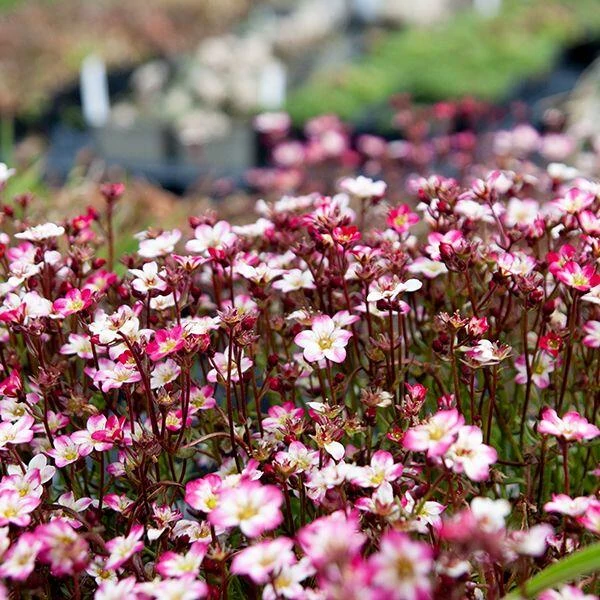 Saxifraga arendsii Marto Picontee Red- Kőtörőfű CS9