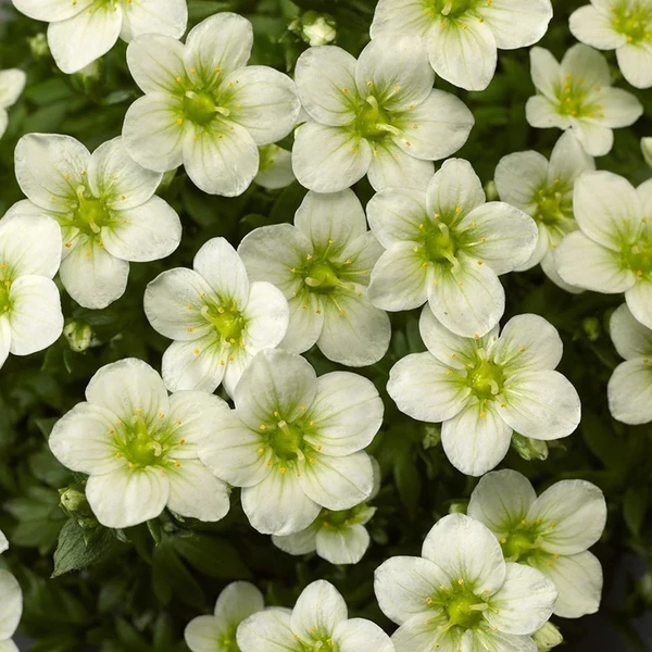 Saxifraga arendsii 'Touran Large White' - Kőtörőfű CS14