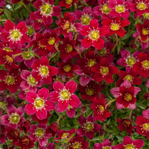 Saxifraga 'Touran Deep Red – Kőtörőfű CS14
