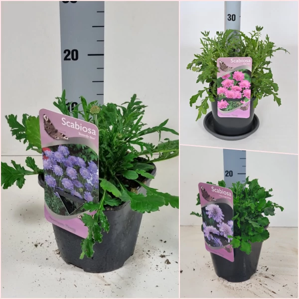 Scabiosa in varieties - Ördögszem színmix készlet szerint EXTRA P17