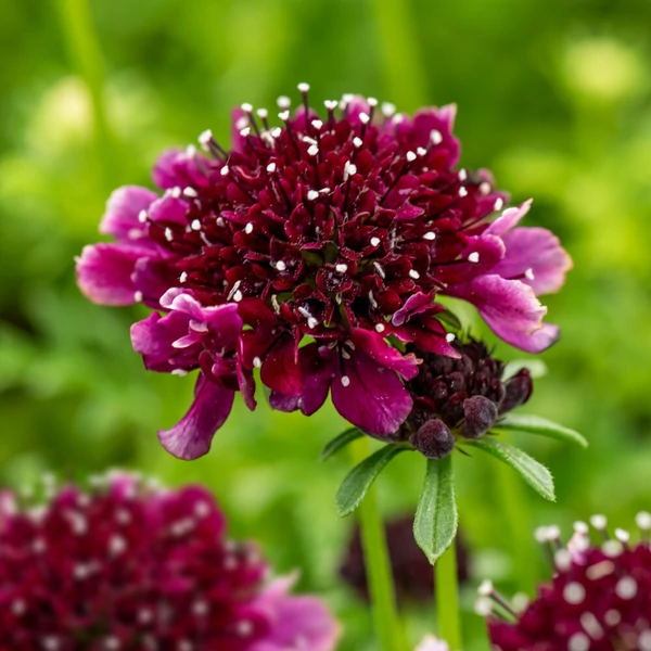 Scabiosa 'Barocca'  - Bordó ördögszem CS14
