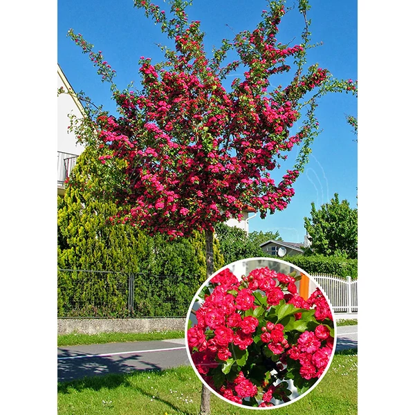 Crataegus laevigata Paul's Scarlet Díszgalagonya K20 6/8
