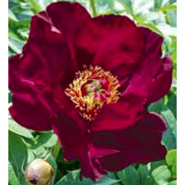 Paeonia Itoh Scarlet Heaven - Itoh  bazsarózsa K5L