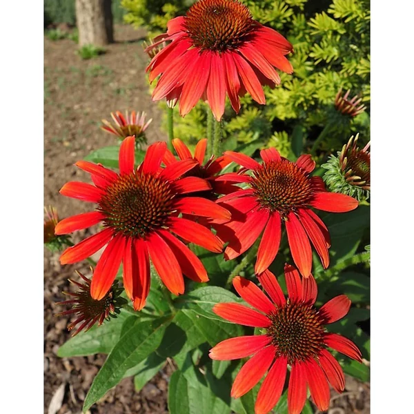 Echinacea - Kasvirág SunSeekers Scarlet CS14
