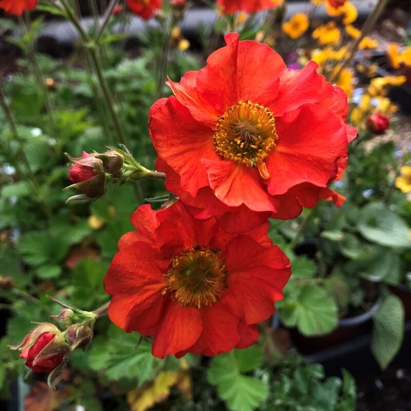 Geum Tempest Scarlet– gyömbérgyökér Cs14