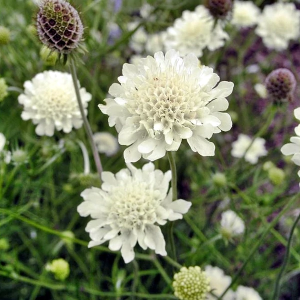 Scabiosa ochroleuca Vajszínű ördögszem Cs9