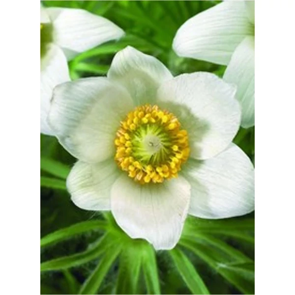 Pulsatilla vulgaris Pinwheel White - Fehér nyugati kökörcsin