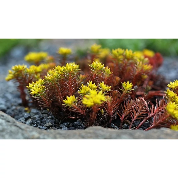 Sedum 'Chocolate Ball' – Varjúháj CS9