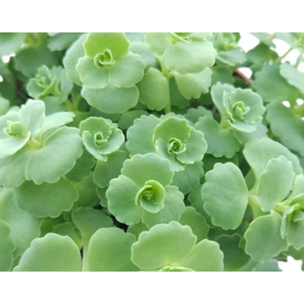 Sedum sieboldii - Varjúháj CS9
