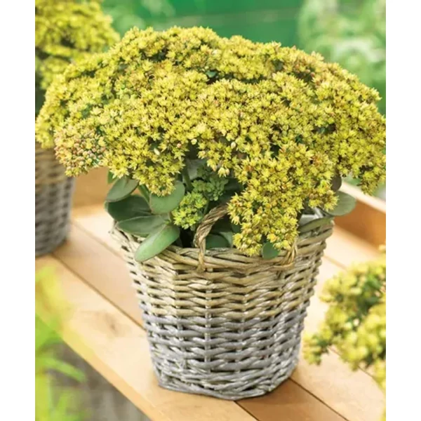 Sedum telephium Globe Yellow Varjúháj Cs14