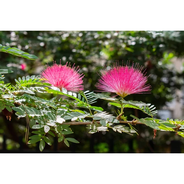 Albizia julibrissin - Selyemakác K5 150+