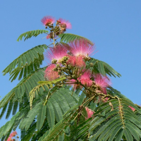 Albizia julibrissin - Selyemakác 100/120 
