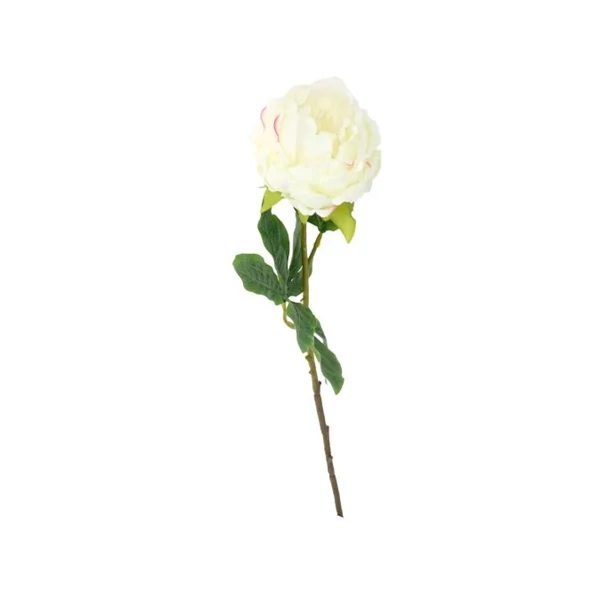 Selyemvirág Peonia