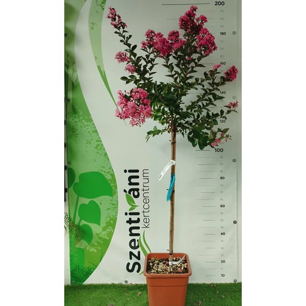 Lagerstroemia x 'Enduring Pink'  -  Kínai selyemmírtusz törzses CQ14L HTR 80 1/2F