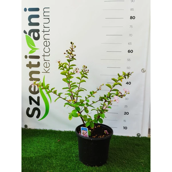 Lagerstroemia indica - Selyemmirtusz C3 40/60