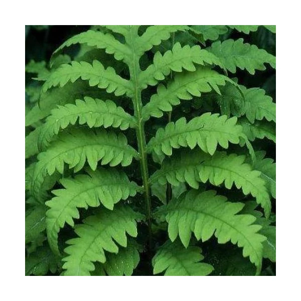 Onoclea sensibilis – gyöngypáfrány Cs9