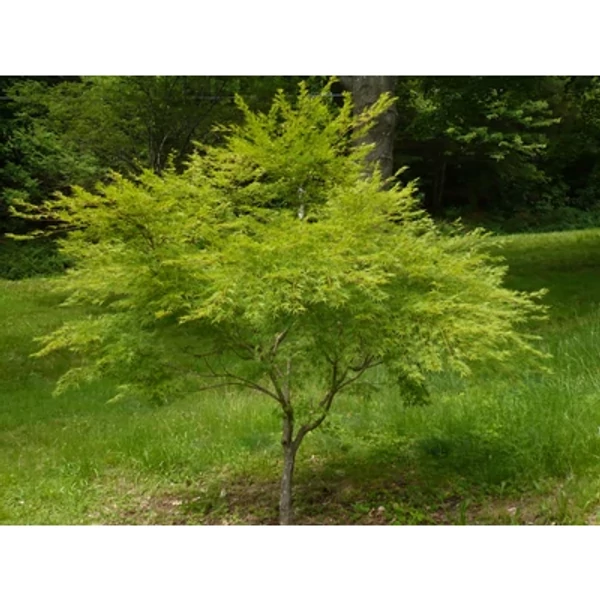 Acer palmatum 'Seiryu' - Japán juhar K3 60/80