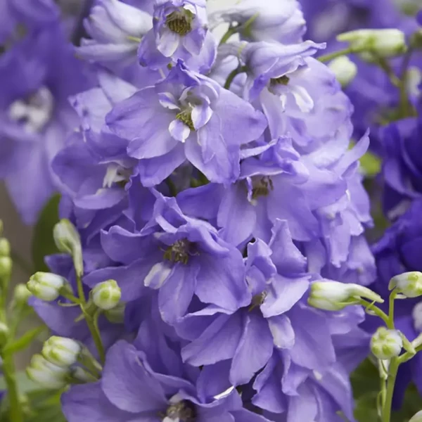 Delphinium coltorum Dignity Blue Shades szarkaláb D14