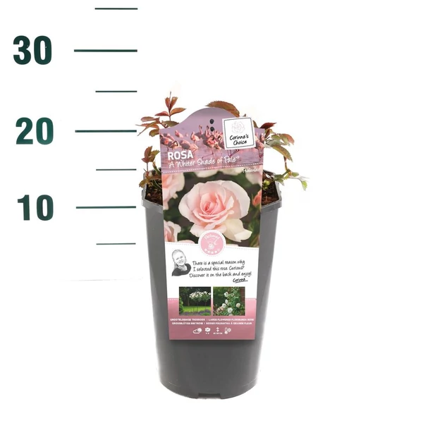 Rosa A Whiter Shade of Pale  - Teahibrid halványrózsaszín rózsa P19