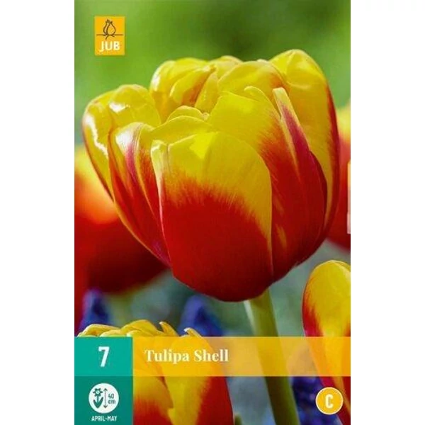 Jub Shell tulipán virághagyma 7db/cs
