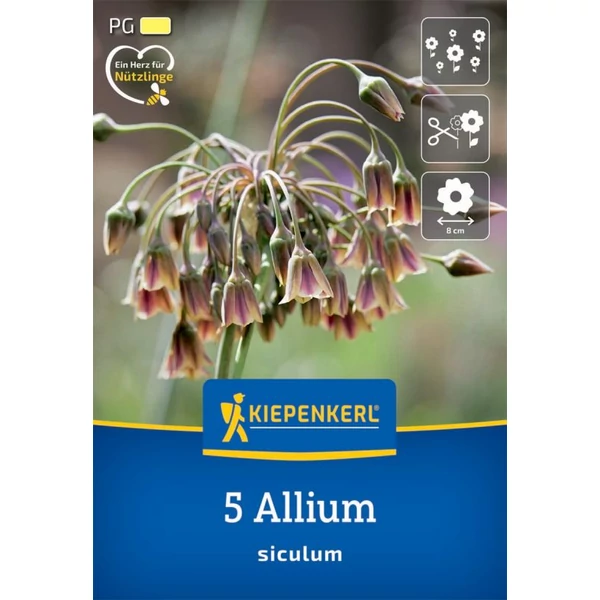 Kiepenkerl Allium Siculum mézes díszhagyma virághagymák 5db Kiepenkerl Allium Siculum mézes díszhagyma virághagymák 5db