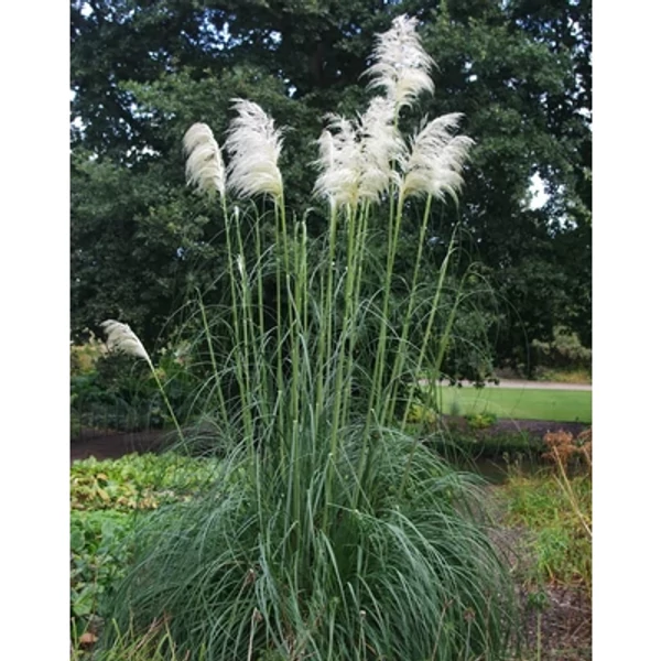 Cortaderia selloana 'Sunningdale Silver' – Ezüstös pampafű K3L
