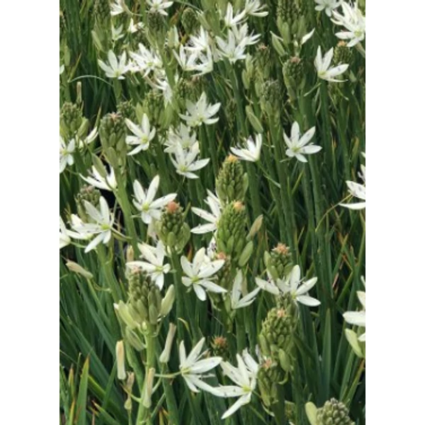 Camassia leichtlinii Silk Silver -  Prérigyertya CS14