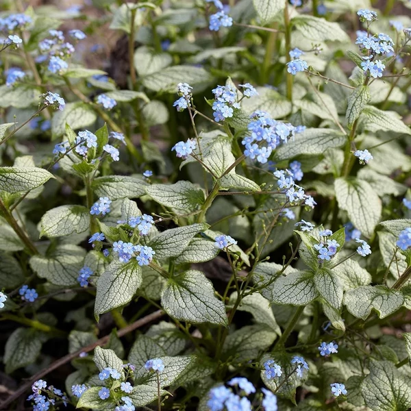 Brunnera macrophylla Silver Heart -  Kaukázusi nefelejcs