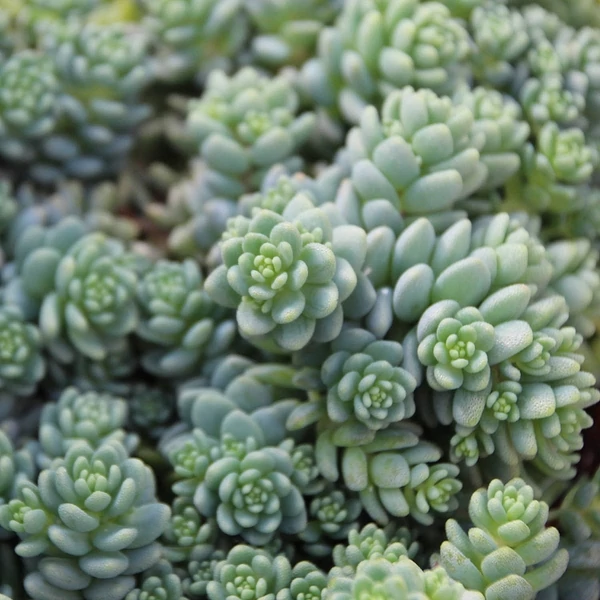 Sedum dasyphyllum 'Silver Rose' Cs9