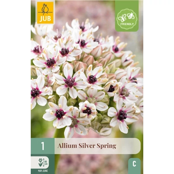 Jub Allium Silver Spring - Díszhagyma 1 db/cs