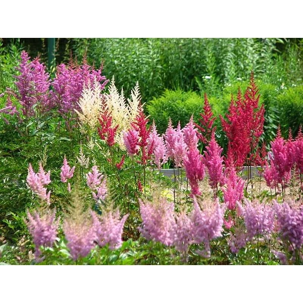 Astilbe -  Astary Rose Tollbuga CS9