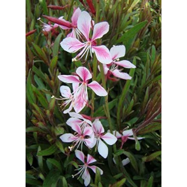 Gaura linheimeri Siskiyou Pink - Díszgyertya Cs14