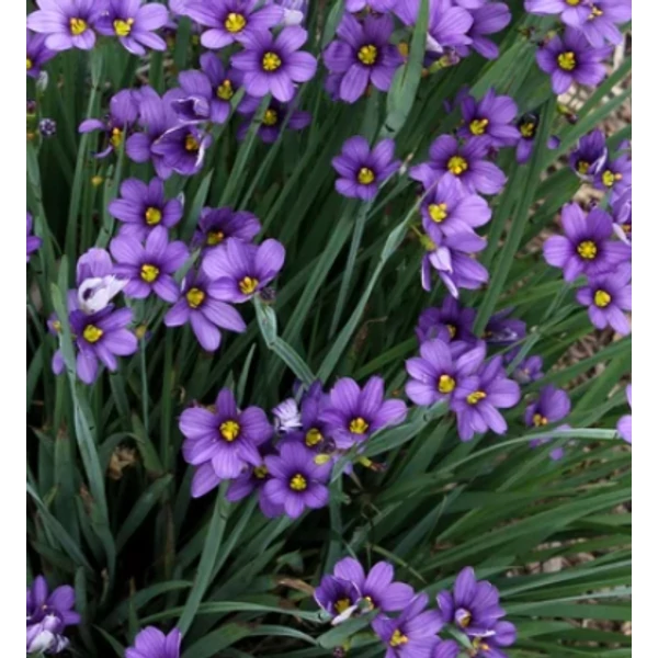 Sisyrinchium angustifolium 'Lucerne' - Keskenylevelű sásbokor CS17 20-40