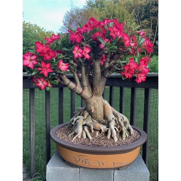 Adenium obesum Sivatagi rózsa