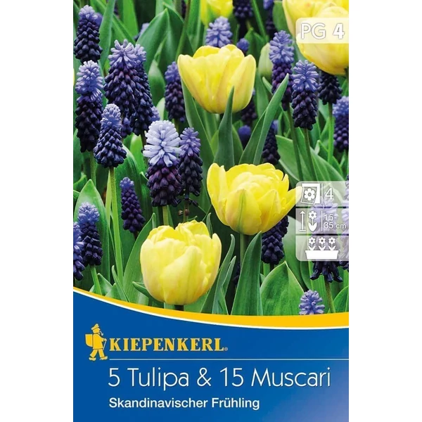 Kiepenkerl Skandináv tulipán és gyöngyike virághagymák 5+15db